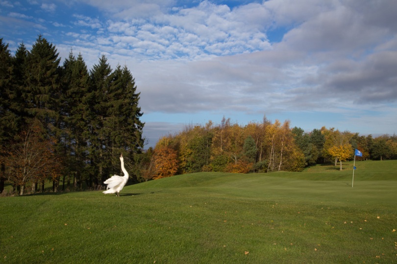 Mute Swan claims victory on 8th Green Tulfarris