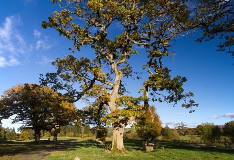 Oak Trees beside 15th Tee from 13th tee Tulfarris Golf Club Wicklow Autumn evening